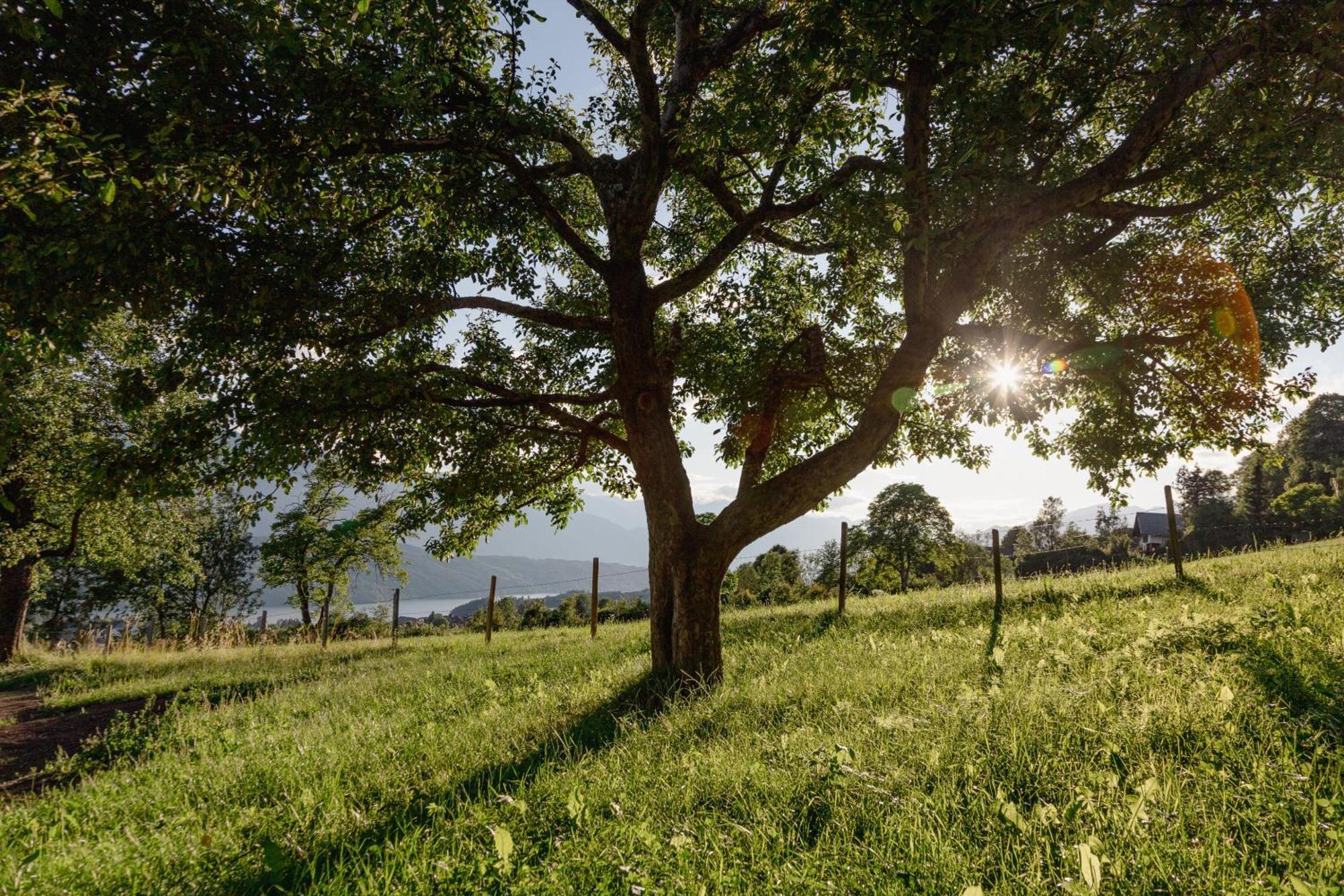 Bio- Und Vitalbauernhof Bacherhof มิลชตัทท์ ภายนอก รูปภาพ